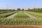 Kale plots. Planted kale