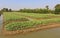 Kale plots. Planted kale