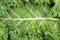 Kale salad leaf with water drops macro