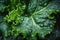Kale salad leaves with water drops. Organic detox diet, green superfood, vegetarian diet. Kale cabbage leaf background, growing