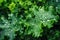 Kale salad leaves with water drops. Organic detox diet, green superfood, vegetarian diet. Kale cabbage leaf background, growing