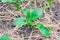 Kale seedlings on an organic farm