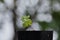 Kale seedlings are planted in small pots.