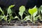 Kale seedlings vegetable