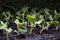 Kale seedlings vegetable in plastic tray