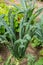 Kale super food growing in garden closeup