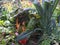 Kale and swiss chard in garden with flowers