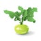 Kale turnip with leaves, isolated on white background. Organic kohlrabi cabbage. Tasty cruciferous vegetable cartoon