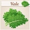 Kale vegetable icon. Cartoon vector illustration