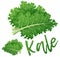 Kale vegetable icon. Cartoon vector illustration isolated on white background
