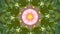 Kaleidoscope flower pattern background