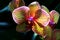 Kaleidoscope Orchid