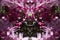 Kaleidoscope pattern of a pink tree with flowers in bloom