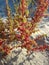 Kali Turgida (Prickly Saltwort) Plant Growing in Bright Sunlight in Sand Dunes.