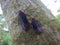 Kalidasa planthoppers on a tree, aphaenini, fulgoridae, lanternfly