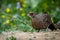 Kalij pheasant, Birds of Himalaya