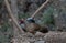 Kalij Pheasant Lophura leucomelanos Bird in Sattal