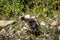 Kalij pheasant or Lophura leucomelanos at dhikala zone of jim corbett national park or tiger reserve