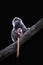 Kalimantan Silver Langur and her baby