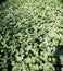 Kalimeris Incisa- Japanese Aster, beautiful flowers