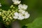 Kalina flowers. Viburnum opulus In Russia the Viburnum fruit is called kalina viburnum and is considered a national symbol.