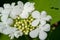 Kalina flowers. Viburnum opulus In Russia the Viburnum fruit is called kalina viburnum and is considered a national symbol.