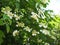 Kalina flowers. Viburnum opulus In Russia the Viburnum fruit is called kalina viburnum and is considered a national symbol. Kalina
