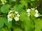 Kalina flowers. Viburnum opulus In Russia the Viburnum fruit is called kalina viburnum and is considered a national symbol. Kalina