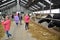 KALININGRAD REGION, RUSSIA. Children look and photograph cows. Children`s excursion to a dairy farm