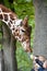 KALININGRAD, RUSSIA. Children feed a giraffe of mesh Giraffa camelopardalis reticulata Linnaeus in a zoo