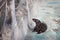 KALININGRAD, RUSSIA - MARCH 29, 2014: Baltic grey seals Halichoerus grypus macrorhynchus