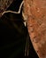 Kallima inachus, blue oakleaf, eye closeup