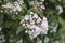 Kalmia latifolia, mountain-laurel, calico-bush, or spoonwood