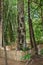 Kambira. Large old tree containing several baby graves. Tana Toraja