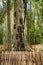 Kambira. Large old tree containing several baby graves. Tana Toraja