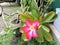 Kamboja flower at garden