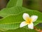 Kamboja flowers, also known as Frangipani or Plumeria, are renowned for their vibrant and fragrant blooms.