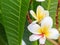 Kamboja flowers, also known as Frangipani or Plumeria, are renowned for their vibrant and fragrant blooms