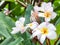 Kamboja flowers, also known as Frangipani or Plumeria, are renowned for their vibrant and fragrant blooms.