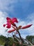 Kamboja or Kemboja Jepang or Adenium obesum. Red or pink flower.