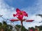 Kamboja or Kemboja Jepang or Adenium obesum. Red or pink flower.