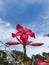 Kamboja or Kemboja Jepang or Adenium obesum. Red or pink flower.