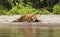 The Kamchatka bear sleeps on the shore of the lake.