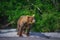 Kamchatka brown bear catches fish on the Kuril Lake. Kamchatka Peninsula, Russia.