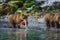 Kamchatka brown bear female and bear cubs catch fish on the Kuril lake. Kamchatka Peninsula, Russia.