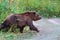 Kamchatka brown bear in natural habitat, come out forest, walking country road. Kamchatka Peninsula