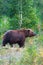 Kamchatka brown bear in natural habitat, walking in summer forest. Kamchatka Peninsula