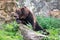Kamchatka brown bear rests on a log