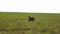 Kamchatka brown bear runs quickly across a green field. Drone view