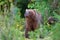 Kamchatka brown bear Ursus arctos piscator looking out of summer forest. Kamchatka Peninsula